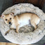 Dog Long Plush Dounts Bed